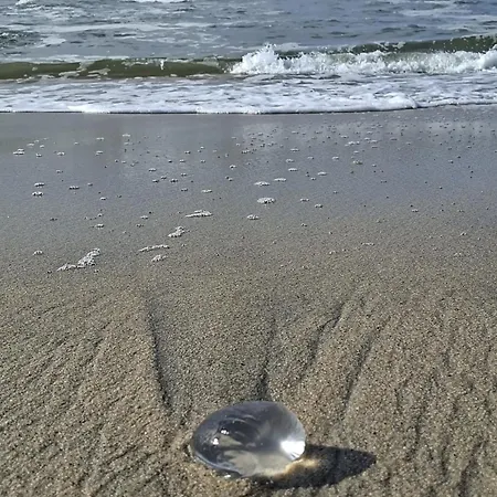 아파트 Afife Beach Apartment 아피프